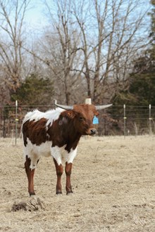 Cinched Up Zeusy