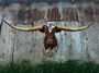 81 1/4" Steer